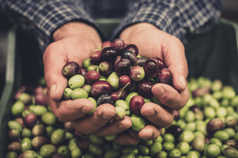 harvesting olives for olive oil min